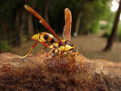 Wasp? - Polistes carnifex - BugGuide.Net