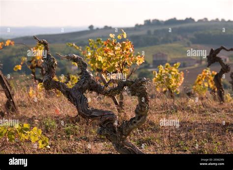 Rotwein Am Herbstabend Fotos Und Bildmaterial In Hoher Aufl Sung Alamy