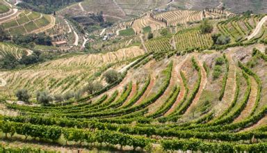 Private Wine Tour In Douro Valley Portugal Travel Center Portugal