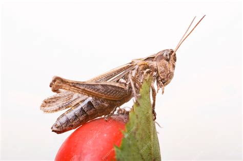 Premium Photo Common Field Grasshopper Chorthippus Brunneus