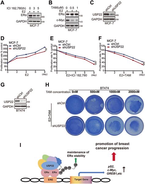 Knockdown Of Usp22 Enhances The Sensitivity Of Breast Cancer Cells To