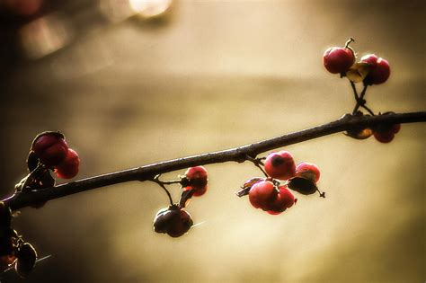 Bittersweet Berries Photograph by Rob Weisman