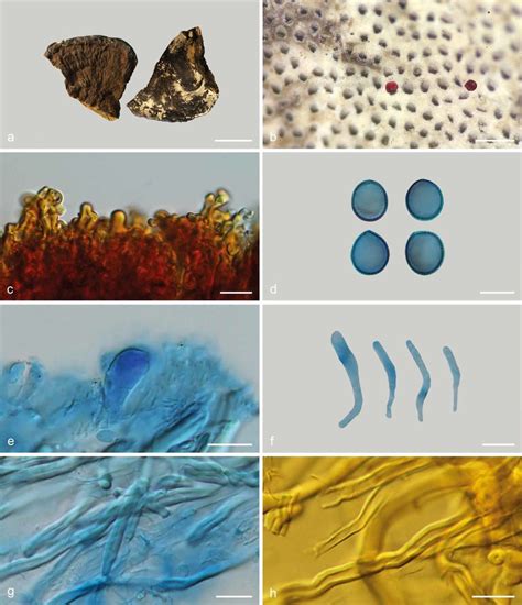 Basidiomata And Microscopic Structures Of Sanguinoderma Perplexum Dai