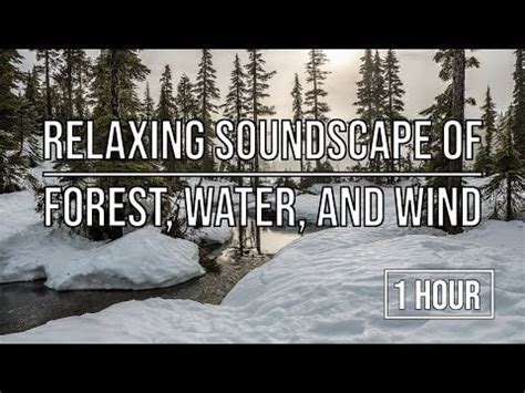 1 Hour of Relaxing Soundscape of Forest, Water, and Wind : r/naturesounds