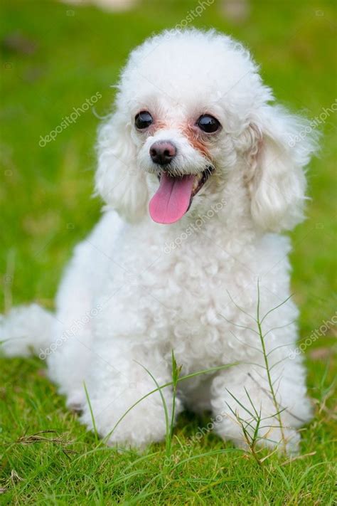 Toy poodle dog — Stock Photo © raywoo #6016928