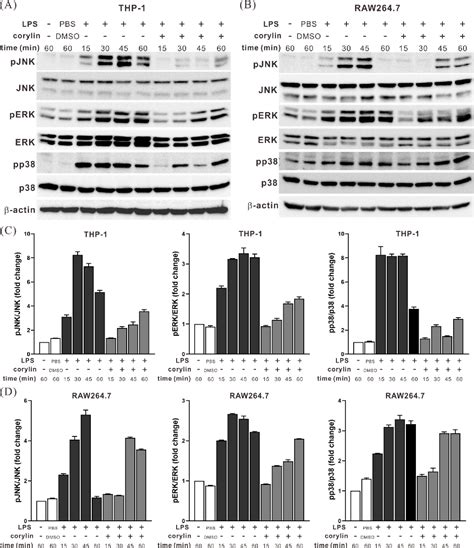 Figure 2 From Corylin Attenuates Ccl4 Induced Liver Fibrosis In Mice By