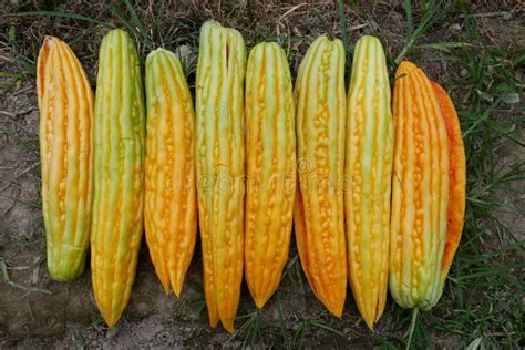 Bitter Gourd Skin Detail Stock Photo Image Of Vegetarian 20694646