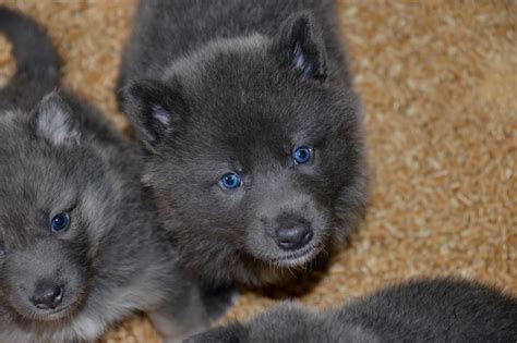 Blue Bay Shepherd | Blue german shepherd, Shepherd puppies, Pet dogs