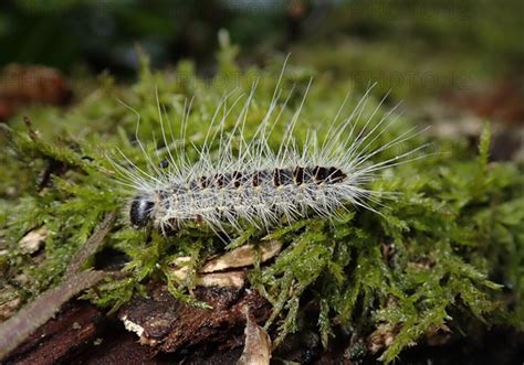 Caterpillar Of The Oak Processionary Moth Thaumetopoea Processionea