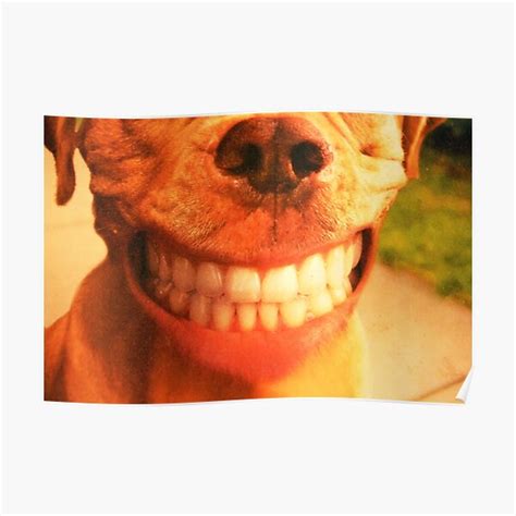 "Funny Dog big smile show me your teeth" Poster for Sale by picsbysusan ...