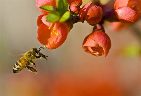 Neonicotinoid Insecticides Affect Bee Reproduction Beyond Pesticides