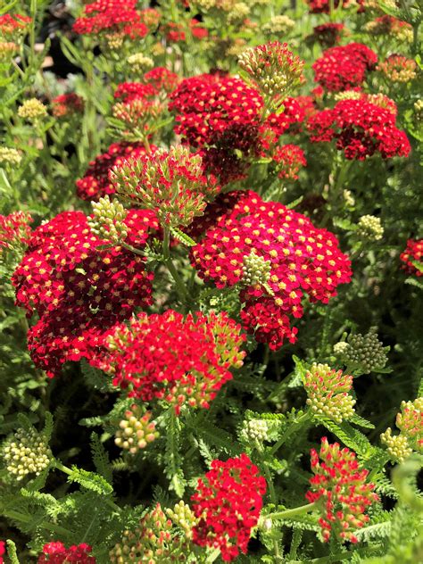 Buy Paprika Yarrow Online Achillea Stadler Nurseries