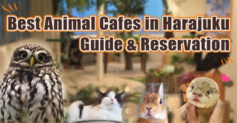 Best Animal Cafes in Harajuku, Tokyo｜Tokyo Tourist Information Center｜H ...