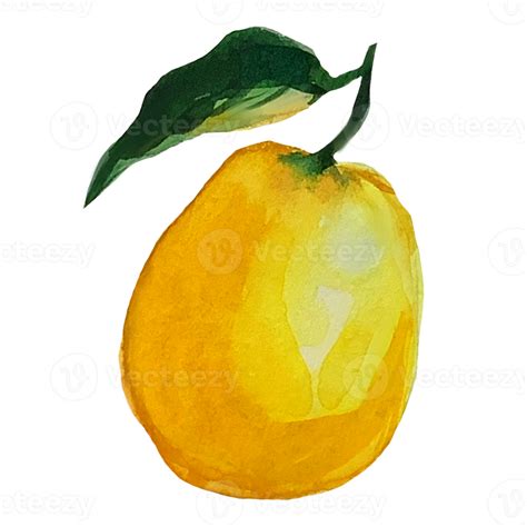 lemon watercolor illustration 8878004 PNG