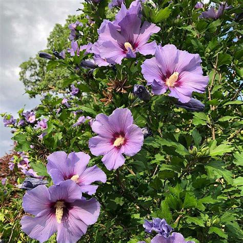 Mályvacserje Hibiscus syriacus Kerti mályvacserje