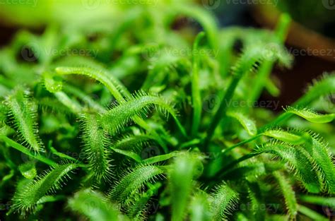Green sundew close-up 2225036 Stock Photo at Vecteezy