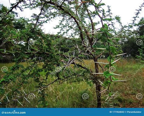 Thorn Trees Identification