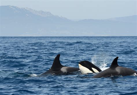 Orca Whale Attack