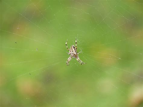 Spider Araneus Web - Free photo on Pixabay - Pixabay