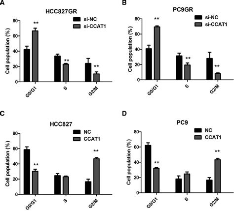 CCAT1 Increased The S Phase Percentage And Decreased G0 G1 Phase