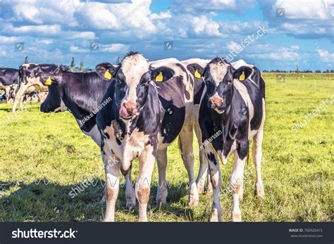 Three Happy Dutch Black White Cows Stock Photo Shutterstock