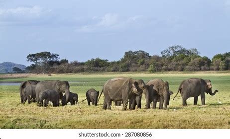 3,314 Indian Elephant Herd Images, Stock Photos & Vectors | Shutterstock