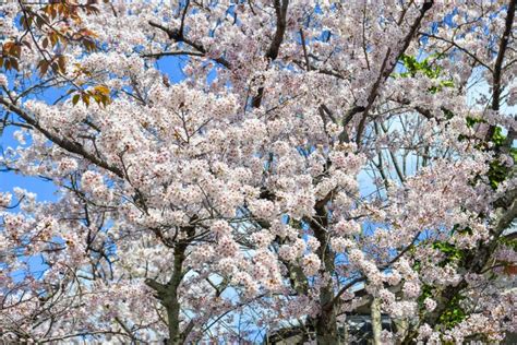 Flor De Cerezo En Kyoto Jap N Foto De Archivo Imagen De Tokio Rosa