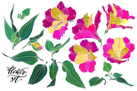 Vector Collection Of Hand Drawn Plants Botanical Set Of Colorful Realistic Flowers Leaves And