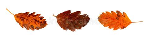 Autumn Leaf Set Isolated Colored Autumn Tree Leaves Red Orange