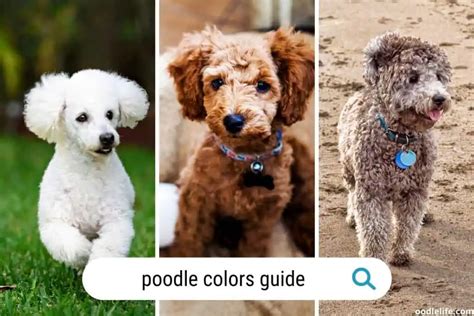 Poodle Colors Guide [With Photos] - OodleLife®