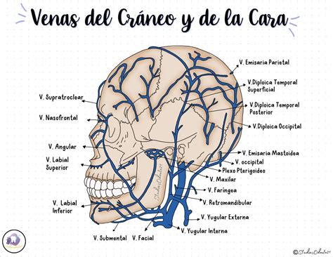 Venas Del Cráneo Y De La Cara Anatomía Venas Apuntes De