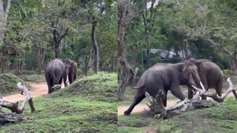 elephants    fierce fight video  viral  trending