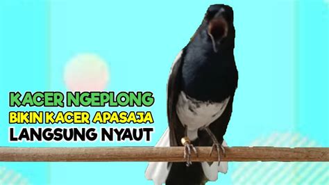 Suara Kacer Ngeplong Buat Pancingan Kacer Bahan Apasaja Agar Lekas