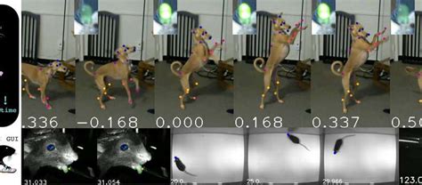 Deeplabcut Live Real Time Marker Less Motion Capture For Animals