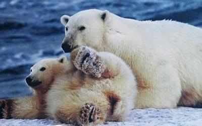 By 2100, polar bears to be on brink of starvation - Times of India