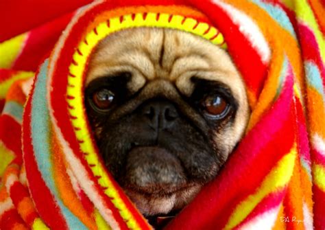 Pugelicious: Pug in a Rug