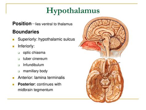 Ppt The Cerebellum Powerpoint Presentation Free Download Id5721503