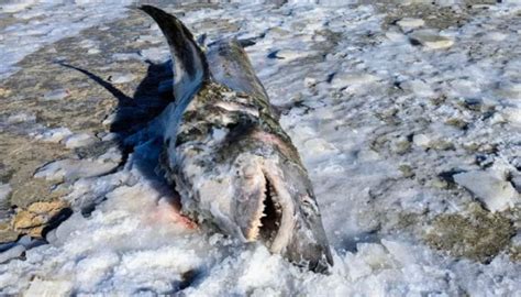 Les requins trépassé de froid et se retrouvent sur la plage alors qu