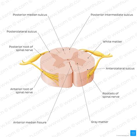 Spinal Cord Anatomy Structure Tracts And Function Kenhub