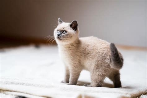 Different Cat Breeds That Live Up to Their Hype - PD Insurance