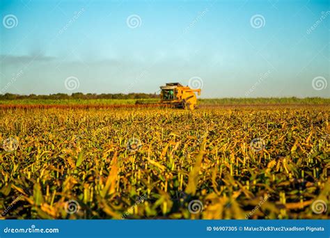 Harvest Sorghum Planting Field Stock Image - Image of agriculture, farm: 96907305