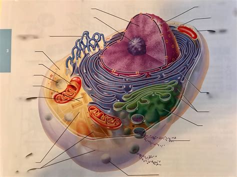 Structure Of The Generalized Cell Diagram Quizlet