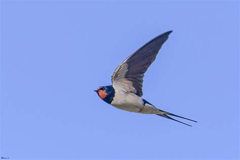 Objetivo Naturaleza Viva Golondrina Común Hirundo Rustica