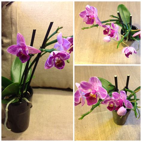 Sweetpea's: Mini Orchids