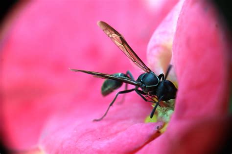 Insect Wasp Yard Free Photo On Pixabay Pixabay