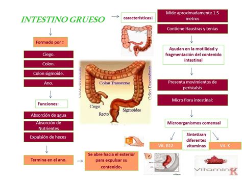 Patologias Del Intestino Grueso 113