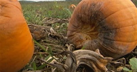 Storms Drought Brings Poor Pumpkin Crop