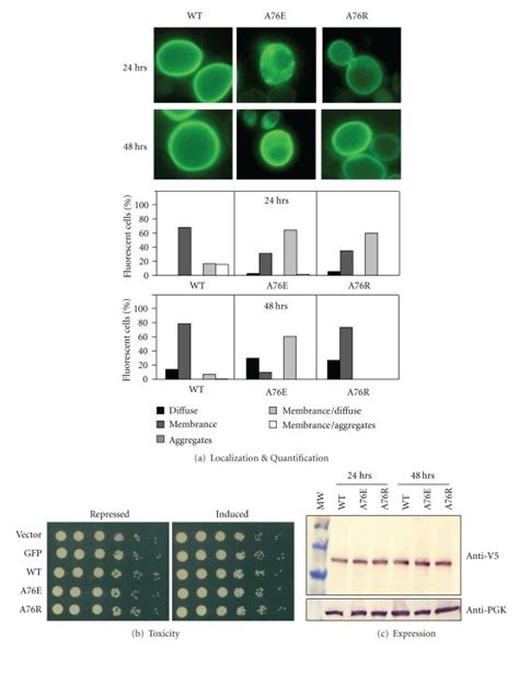 Characterization Of Alanine In By A Live Cell Gfp Microscopy