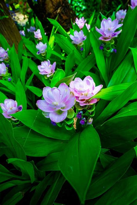 Curcuma Alismatifolia Blume Im Garten Stockfoto Bild Von Bunt