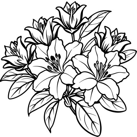Azalea flower outline illustration coloring book page design, Azalea